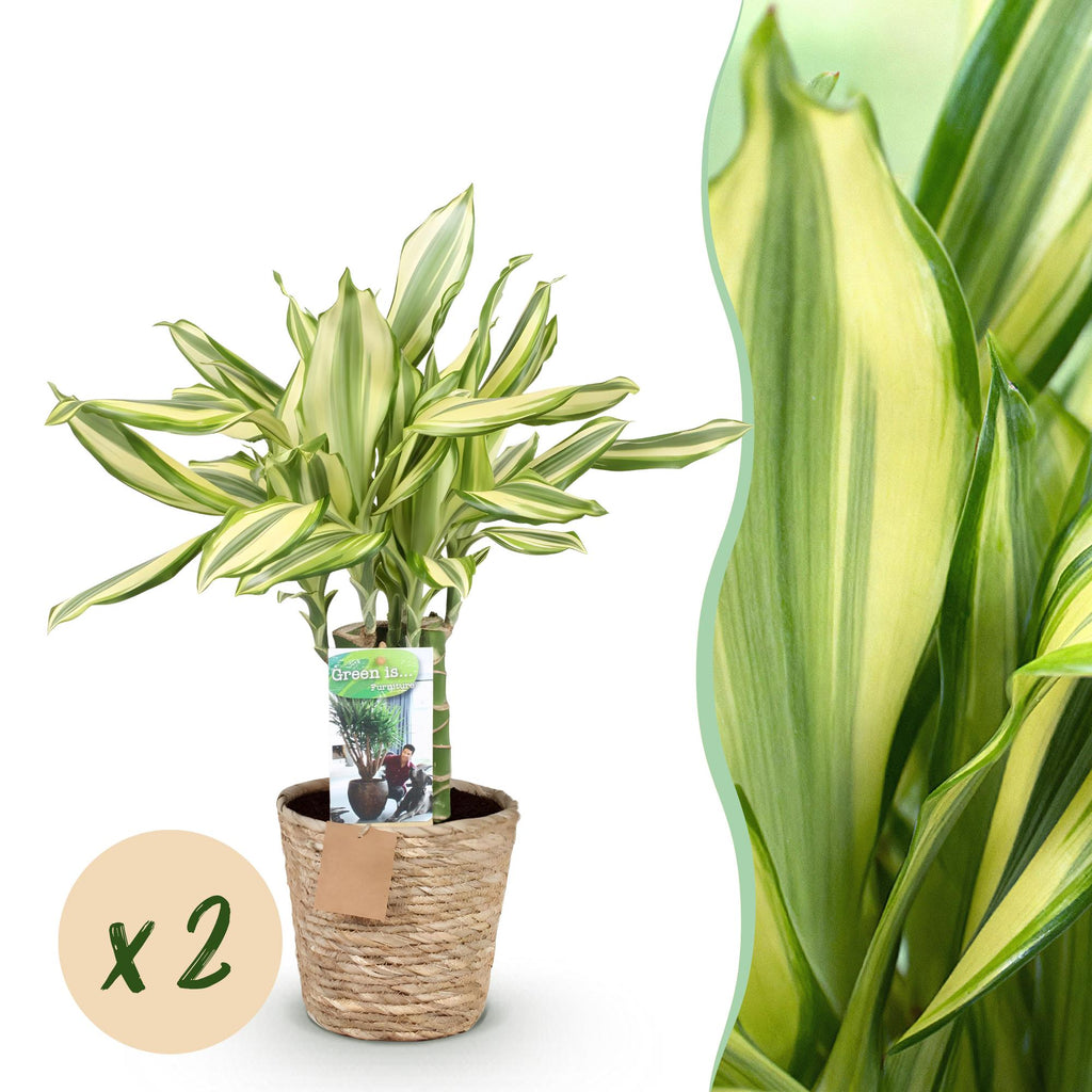 Green BoutiQ - Green is... Kamerplanten - Dracaena fragrans Diamond Dream - Drakenbloedboom - Weinig onderhoud - met mand - Groen - 2 Planten - Pot 17cm - Hoogte 50-55cm