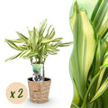 Green BoutiQ - Green is... Kamerplanten - Dracaena fragrans Diamond Dream - Drakenbloedboom - Weinig onderhoud - met mand - Groen - 2 Planten - Pot 17cm - Hoogte 50-55cm
