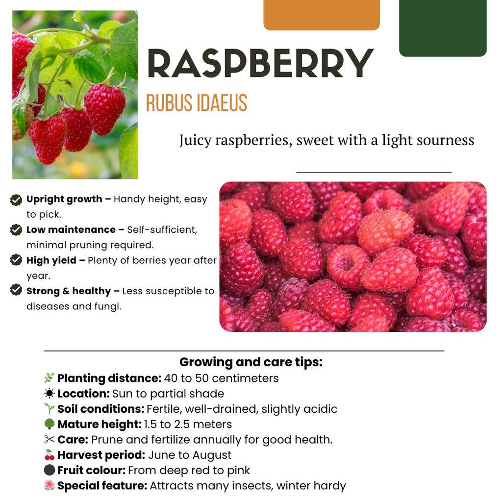 "Vruchten oase" BIO Fruitplanten mix set van 5 verschillende soorten