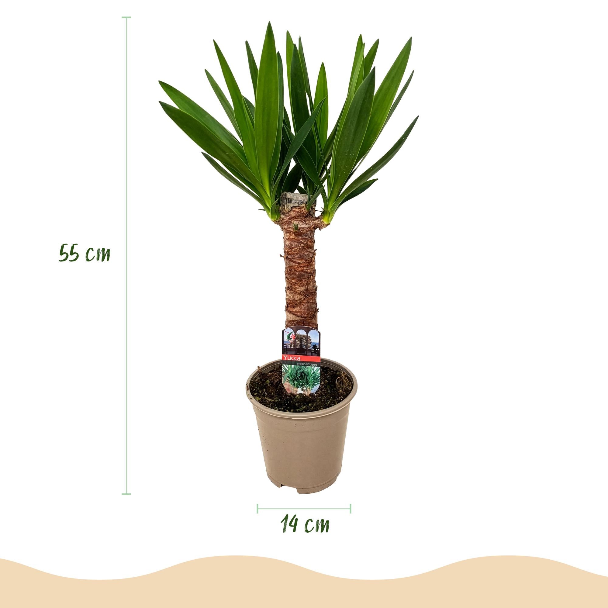 Green boutiQ - Kamerplant - Yucca elephantipes - Yucca - Weinig onderhoud - Groen - 2 - Pot 14cm - Hoogte 55cm