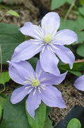 4x - Clematis Justa - ↨65cm - Ø15