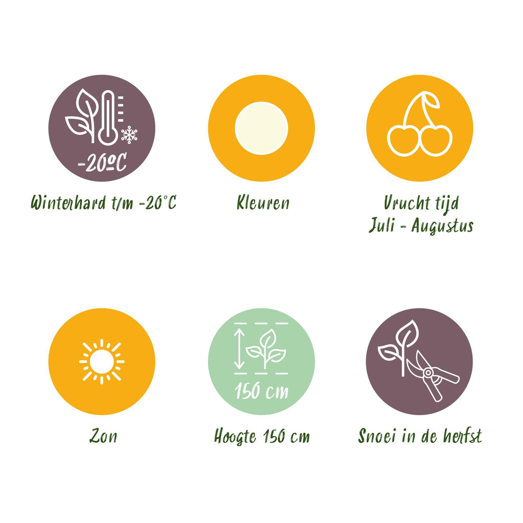 Green boutiQ - Fruitplanten - Wiite Bes - Ribes rubrum Witte Hollander - Winterhard - 6 Planten - Pot 9 cm - Witte Bes