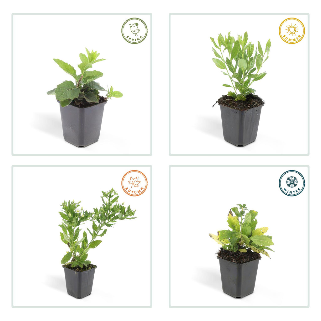 48x Aster ageratoides 'Ashvi' - ↕10-25cm - Ø9cm