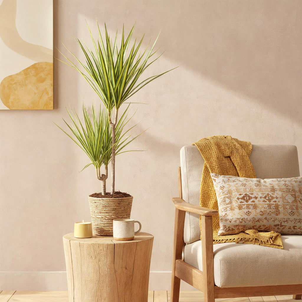 Green BoutiQ - Green is... Kamerplanten - Dracaena Sunray - Drakenbloedboom - Weinig onderhoud - Groen - 2 Planten - Pot 17cm - Hoogte 70-75cm
