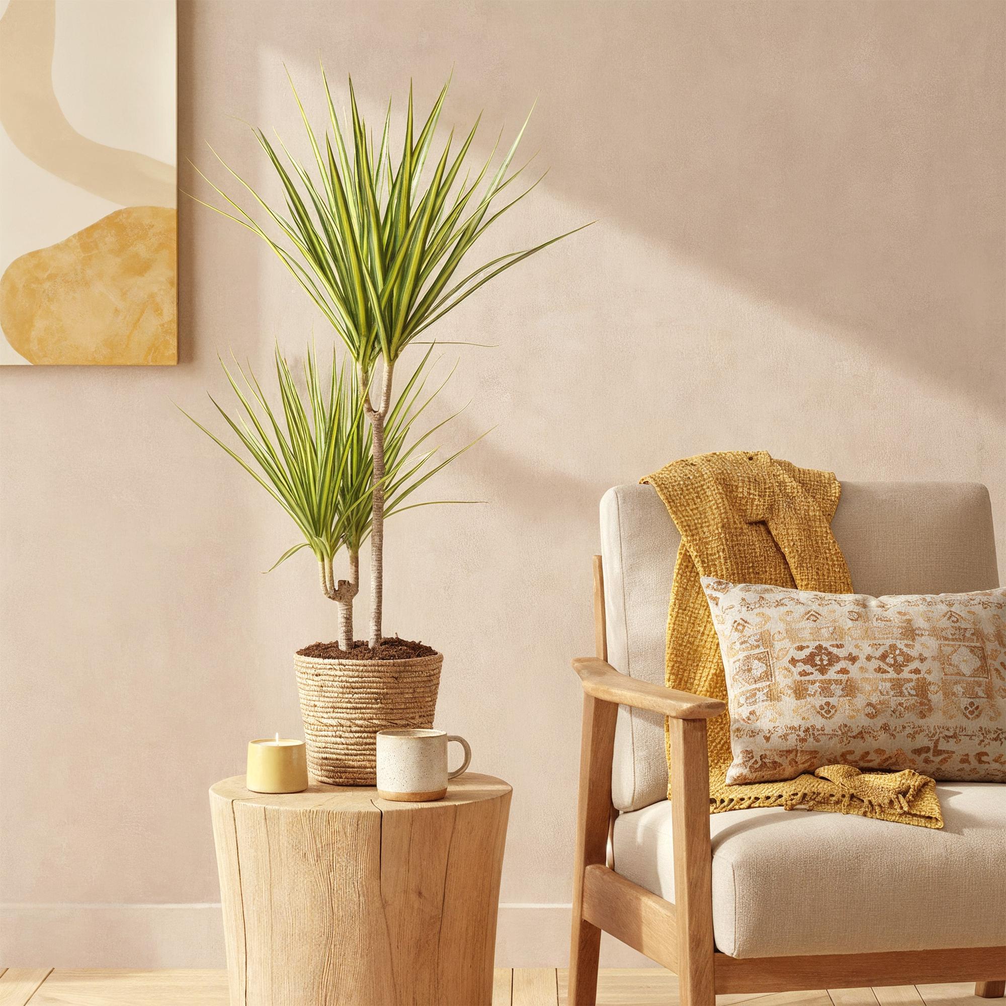 Green BoutiQ - Green is... Kamerplanten - Dracaena Sunray - Drakenbloedboom - Weinig onderhoud - Groen - 2 Planten - Pot 17cm - Hoogte 70-75cm