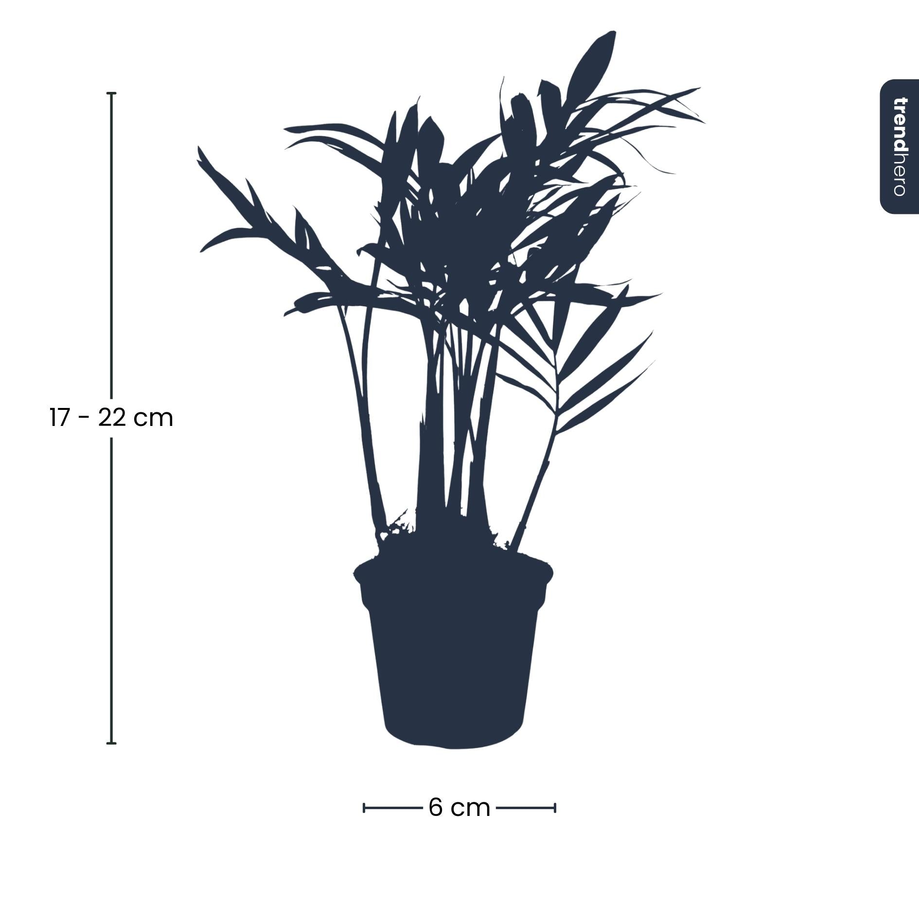 Parlour Palm - Chamaedorea elegans 'baby' - Terrarium plant - potmaat 6