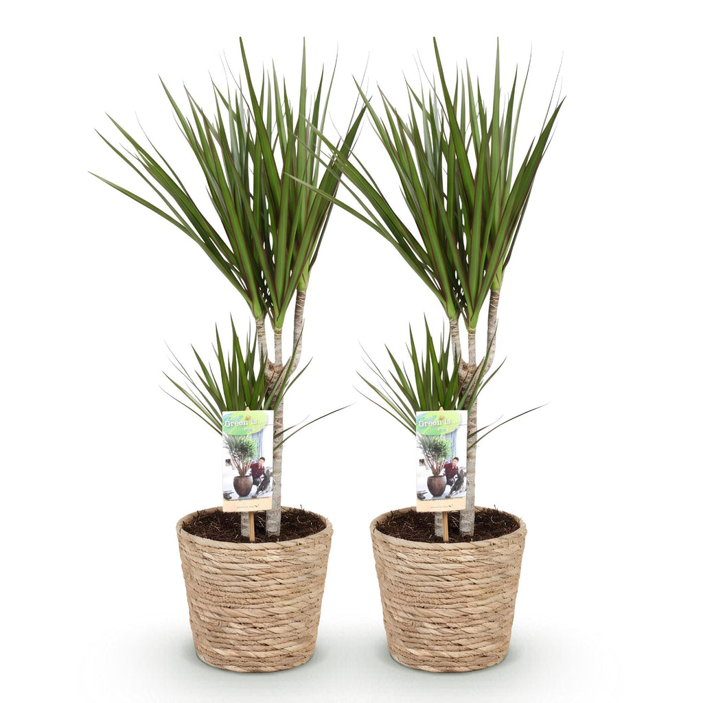 Green BoutiQ - Green is... Kamerplanten - Dracaena Marginata - Drakenbloedboom - Weinig onderhoud - met mand - Groen - 2 Planten - Pot 17cm - Hoogte 70-80cm