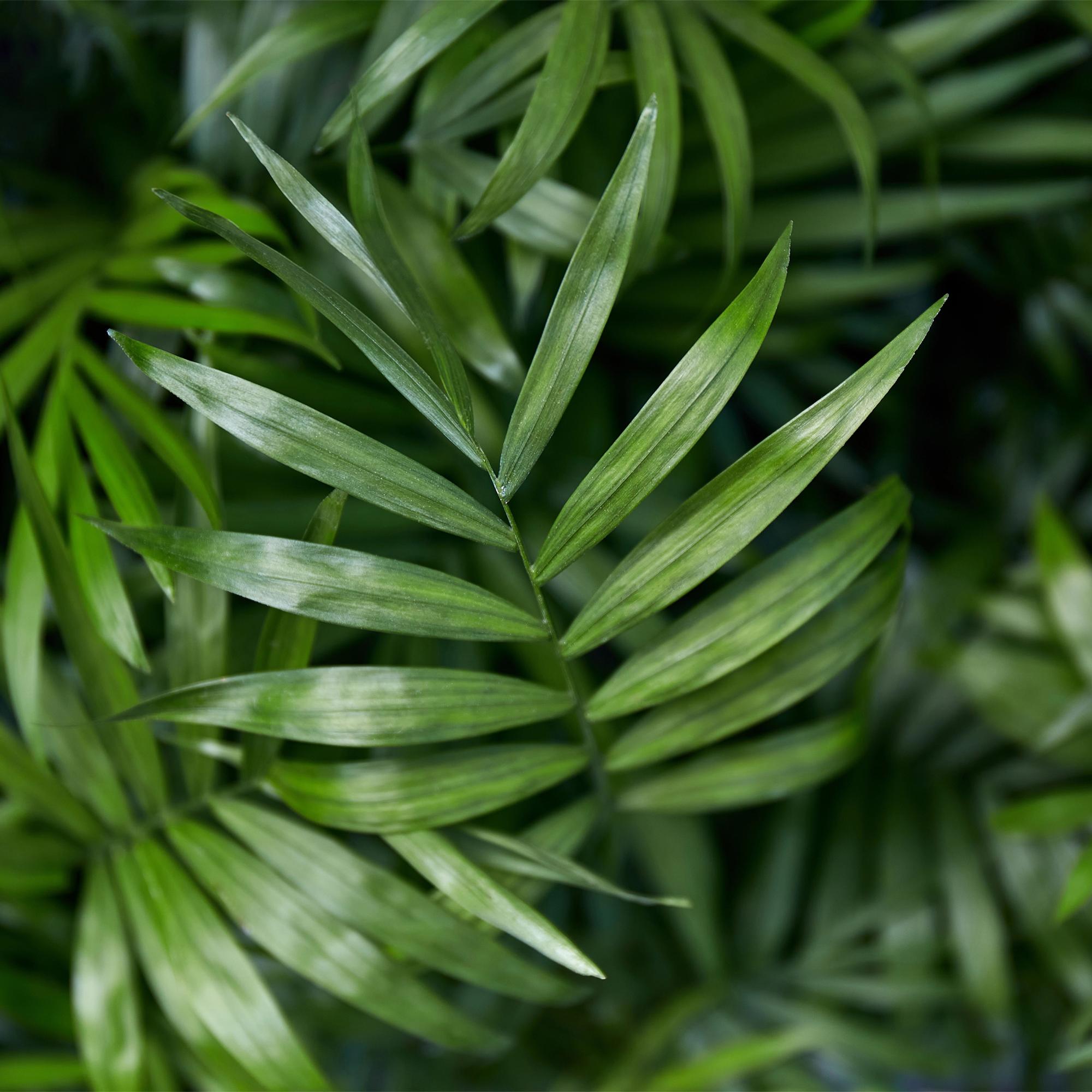 Green boutiQ - Kamerplant - Chamaedorea elegans - Goudpalm - Huisdiervriendelijke Plant - Groen - 1 Plant - Pot 12cm - Hoogte 15cm