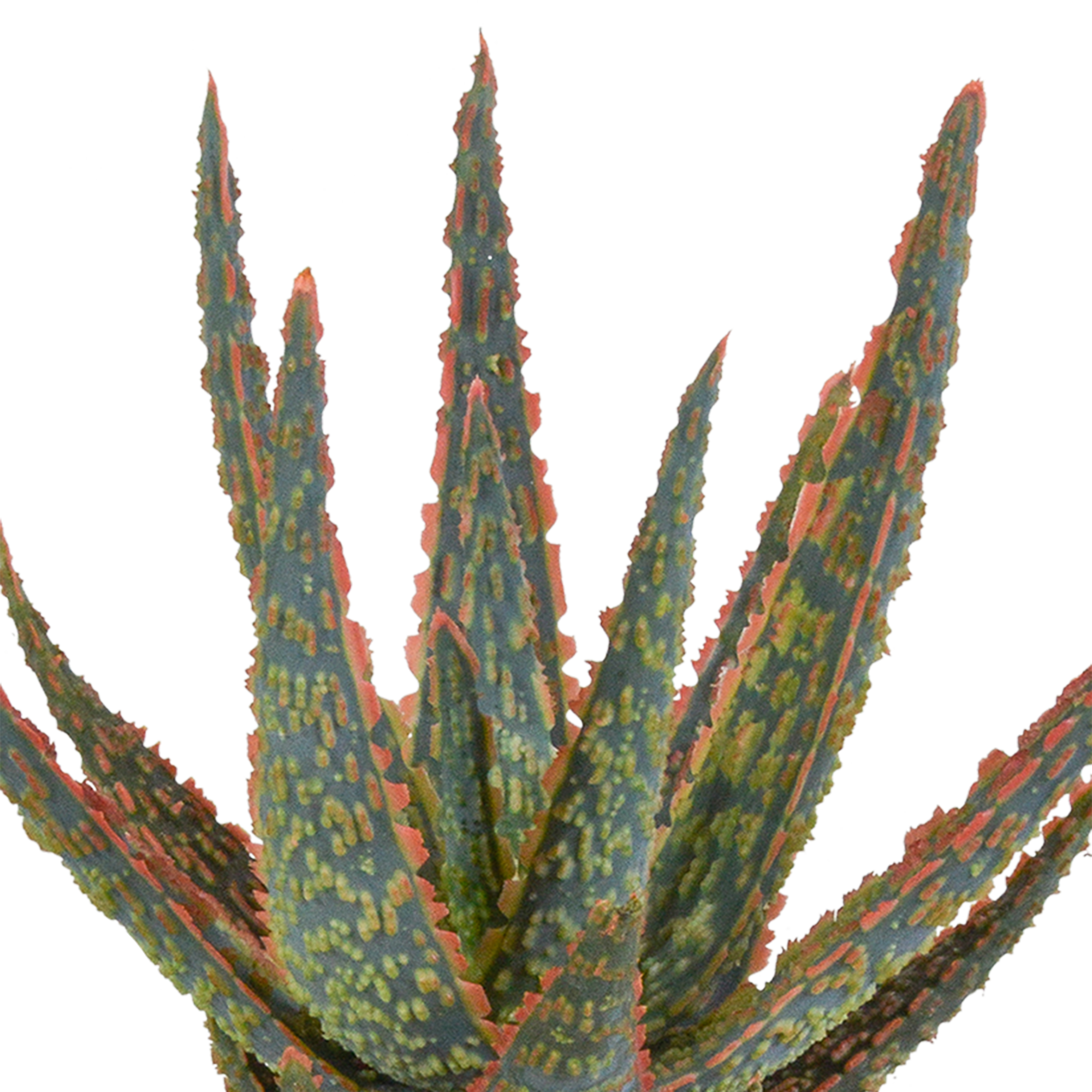 Aloë zebrina Dannyz 10,5cm - zonder pot