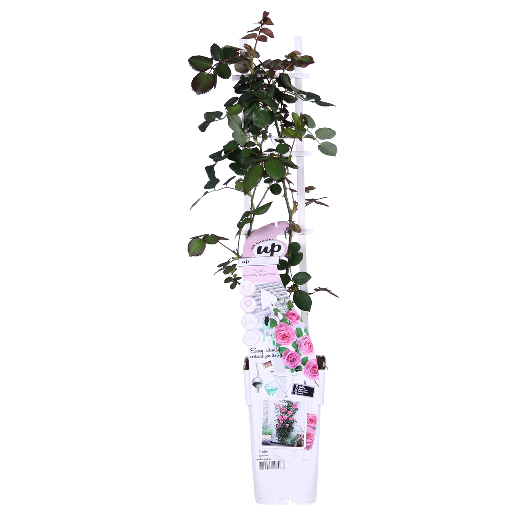 3x - Rosa Crazy in love 'Pink' - ↨65cm - Ø15