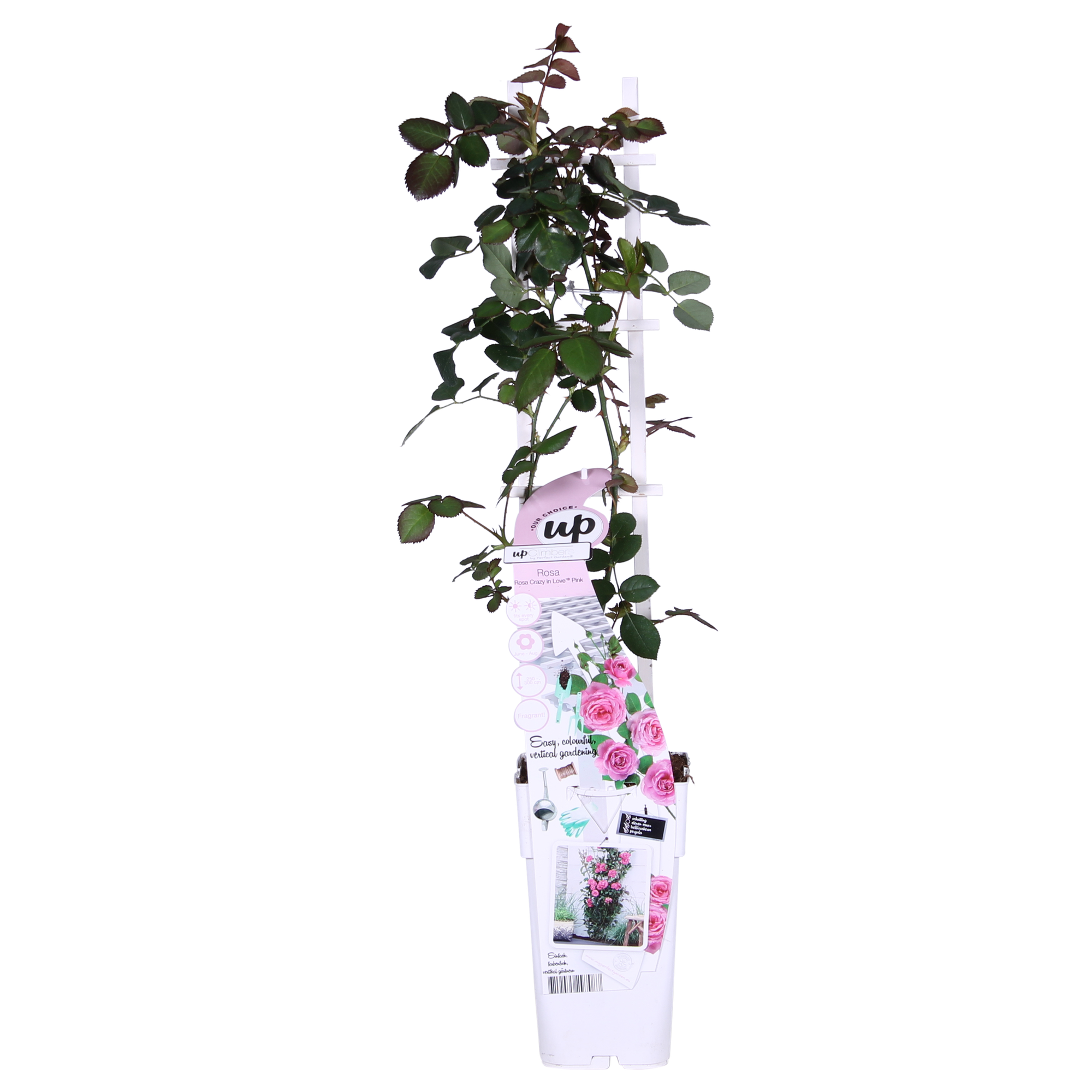 3x - Rosa Crazy in love 'Pink' - ↨65cm - Ø15