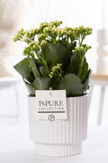 Kalanchoe White In P&PURE Ivy Ceramics Green - Ø12cm - ↕27cm