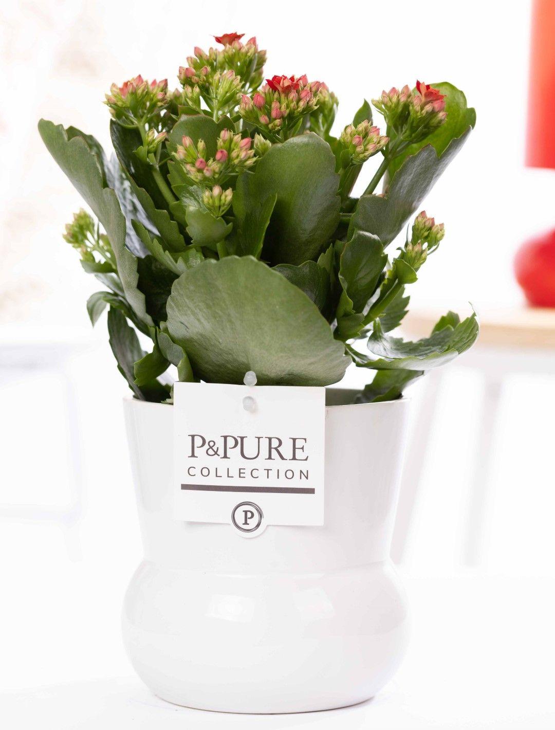 Kalanchoe Red In P&PURE Plant Vase Maximawhite - Ø12cm - ↕27cm