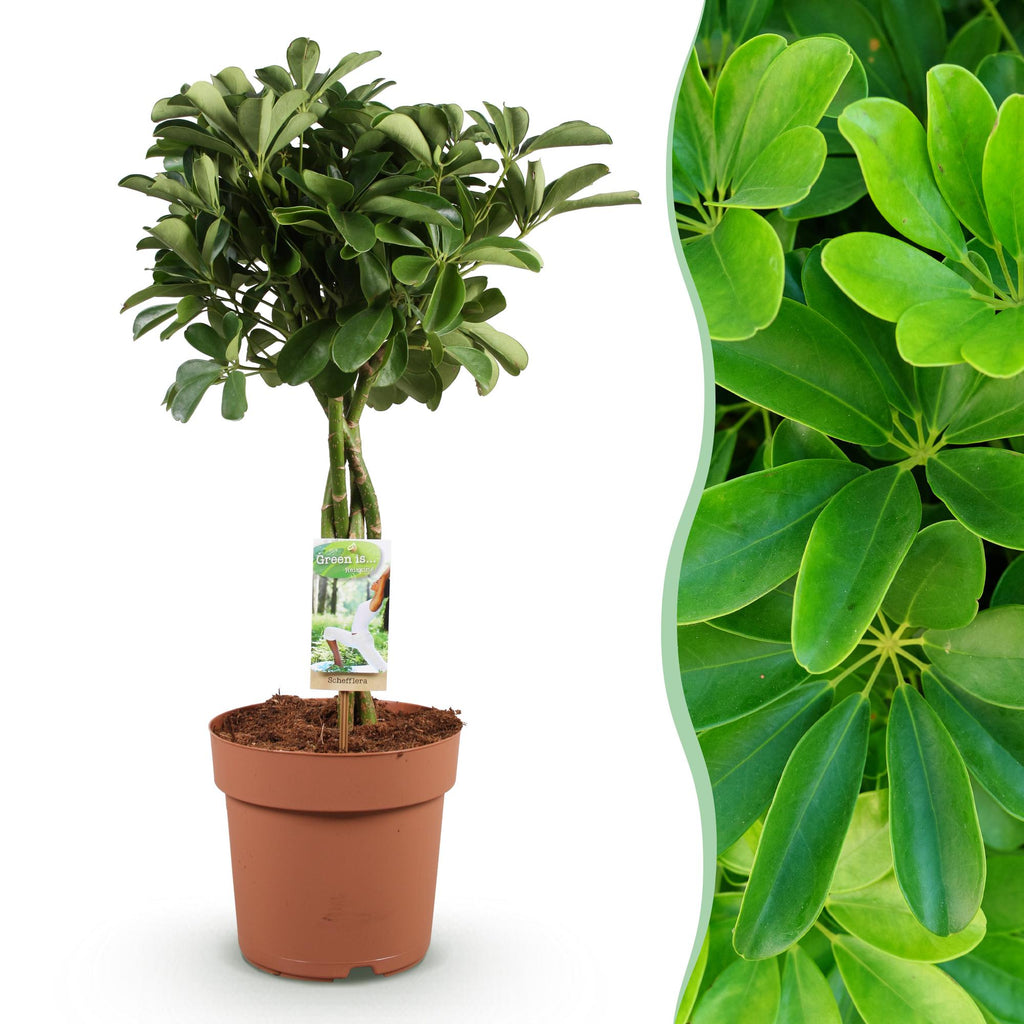 Green BoutiQ - Green is... Kamerplanten - Schefflera Nora - Vingerboom - Weinig onderhoud - Groen - 1 Plant - Pot 21cm - Hoogte 70-82cm