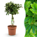Green BoutiQ - Green is... Kamerplanten - Schefflera Nora - Vingerboom - Weinig onderhoud - Groen - 1 Plant - Pot 21cm - Hoogte 70-82cm