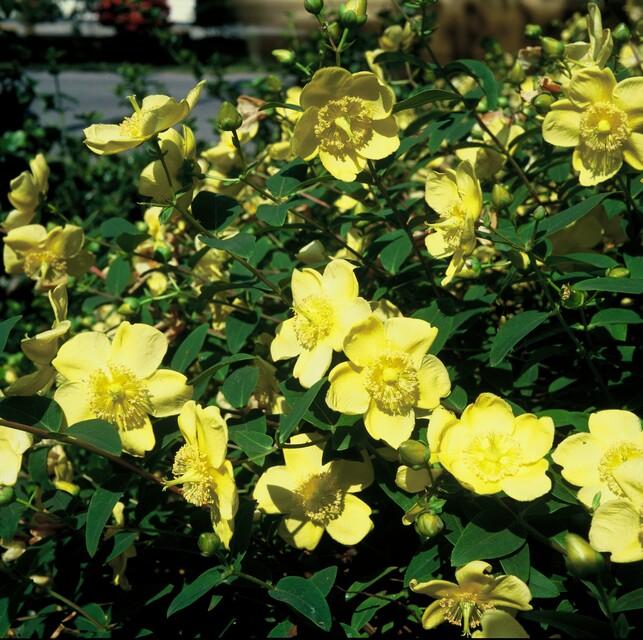 24x Hypericum 'Hidcote' - ↕10-25cm - Ø9cm