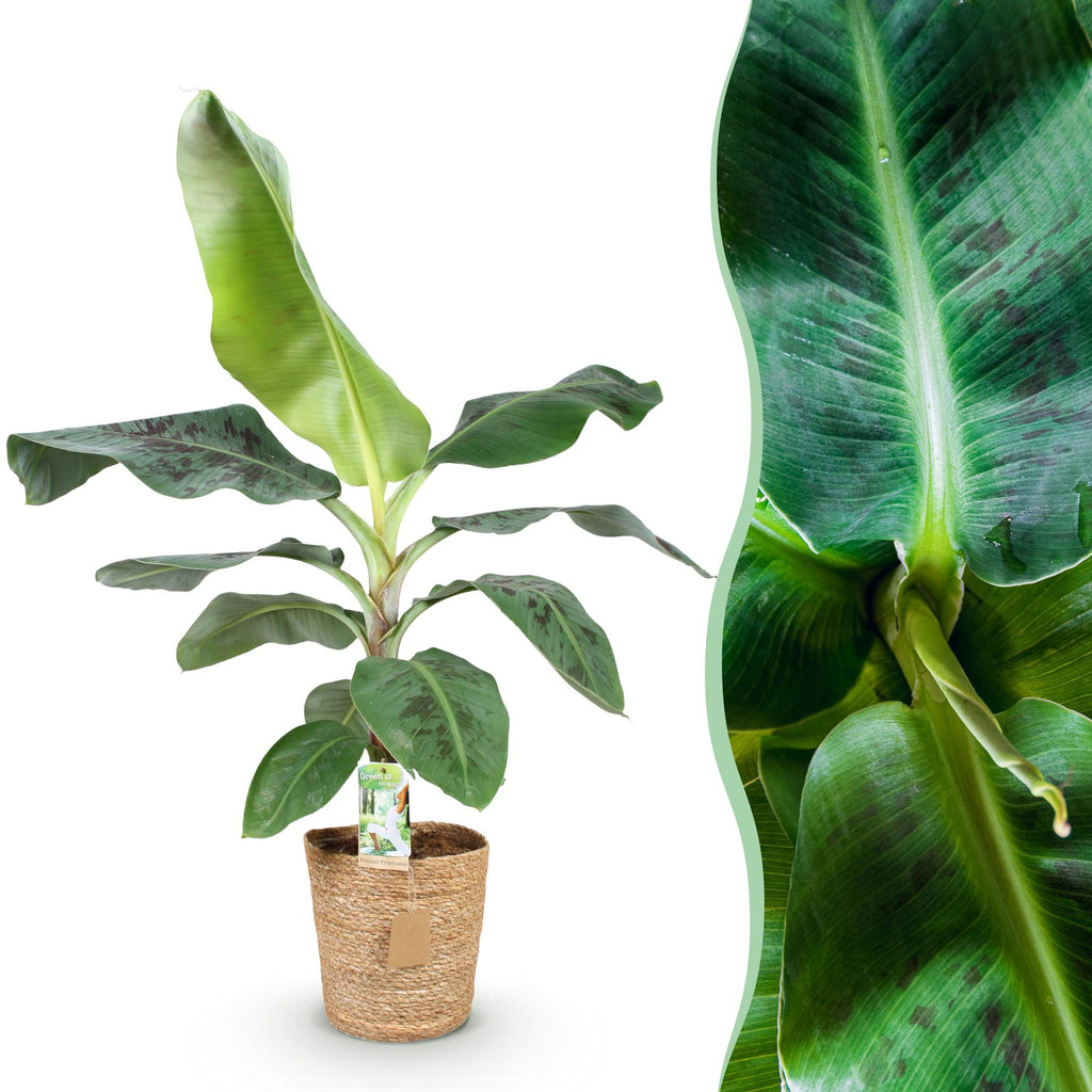 Green BoutiQ - Green is... Kamerplanten - Musa acuminata Dwarf Cavendisch - Bananenplant - Weinig onderhoud - met mand - Groen - 1 Plant - Pot 21cm - Hoogte 70-75cm