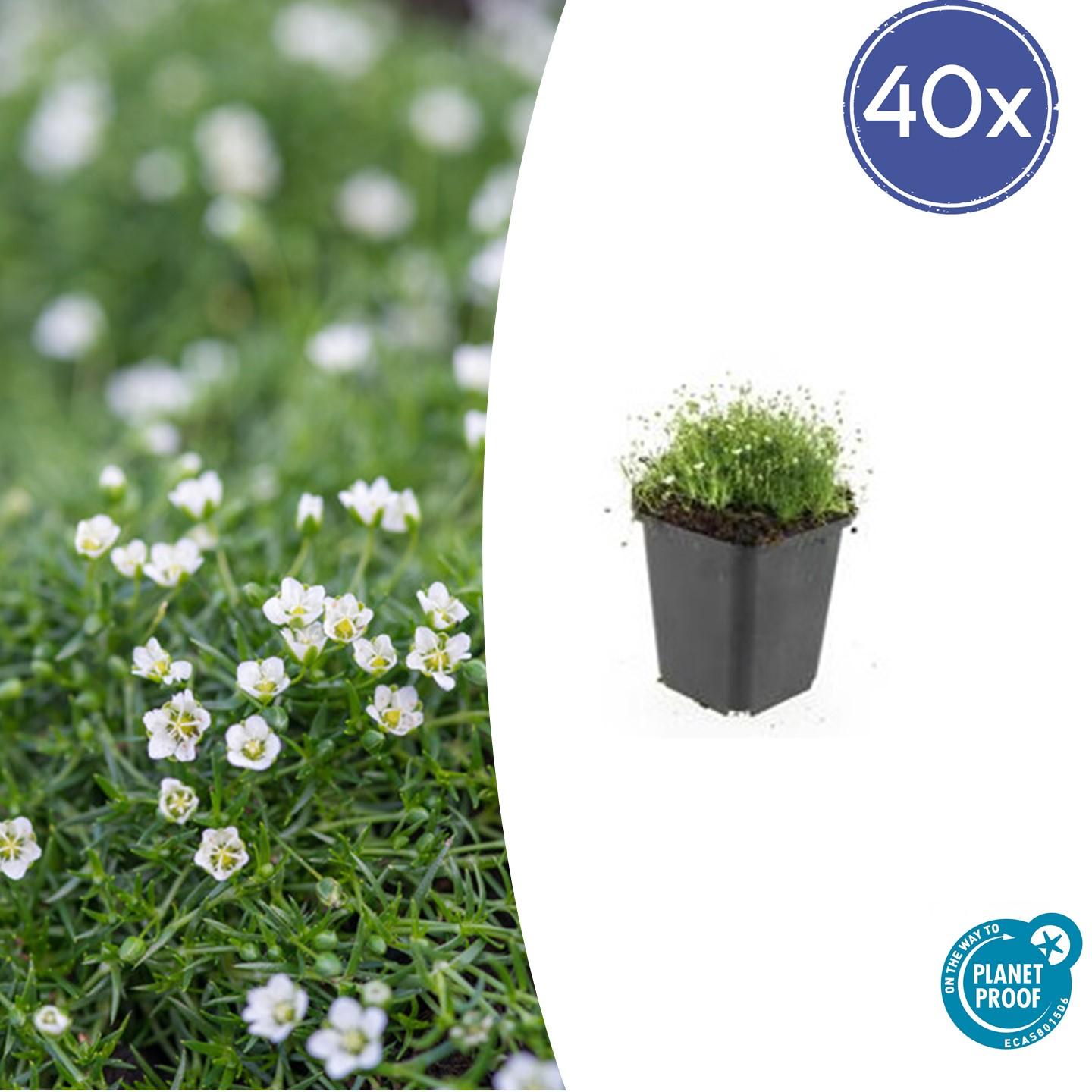 40x Sagina subulata - ↕10-25cm - Ø9cm