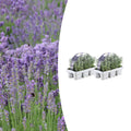 2x 6 pack Lavendel angustifolia - Ø7 cm - ↕15 cm