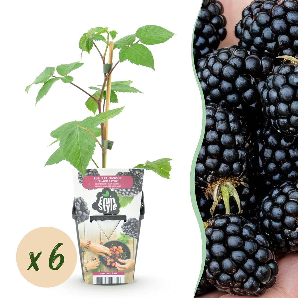 Green boutiQ - Fruitplanten - Braam - Rubus Black Satin - Winterhard - 6 Planten - Pot 9 cm - Zwarte Braam