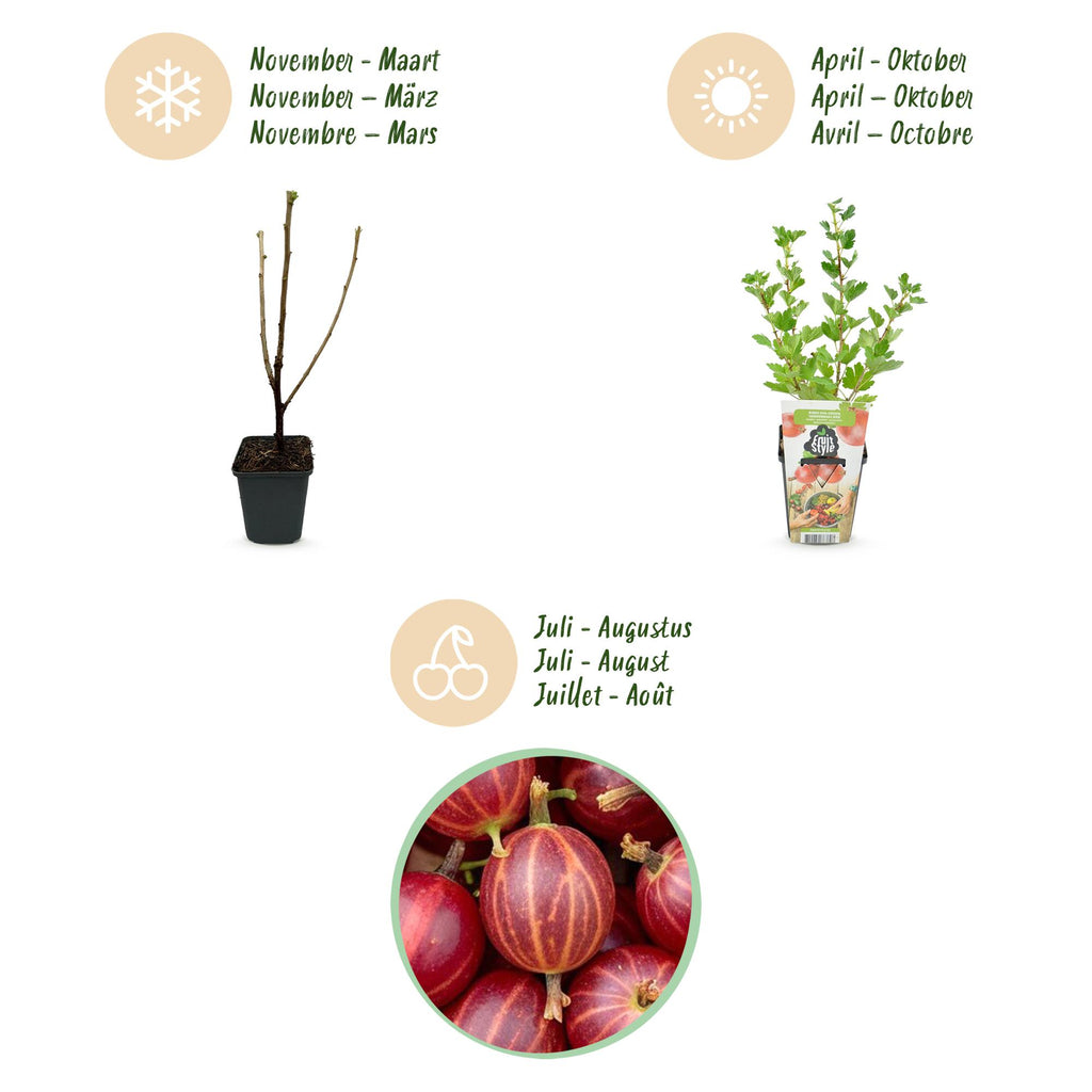 Green boutiQ - Fruitplanten - Kruisbes - Ribes uva-crispa Hinnonmaki Rod - Winterhard - 6 Planten - Pot 9 cm - Rode Bes