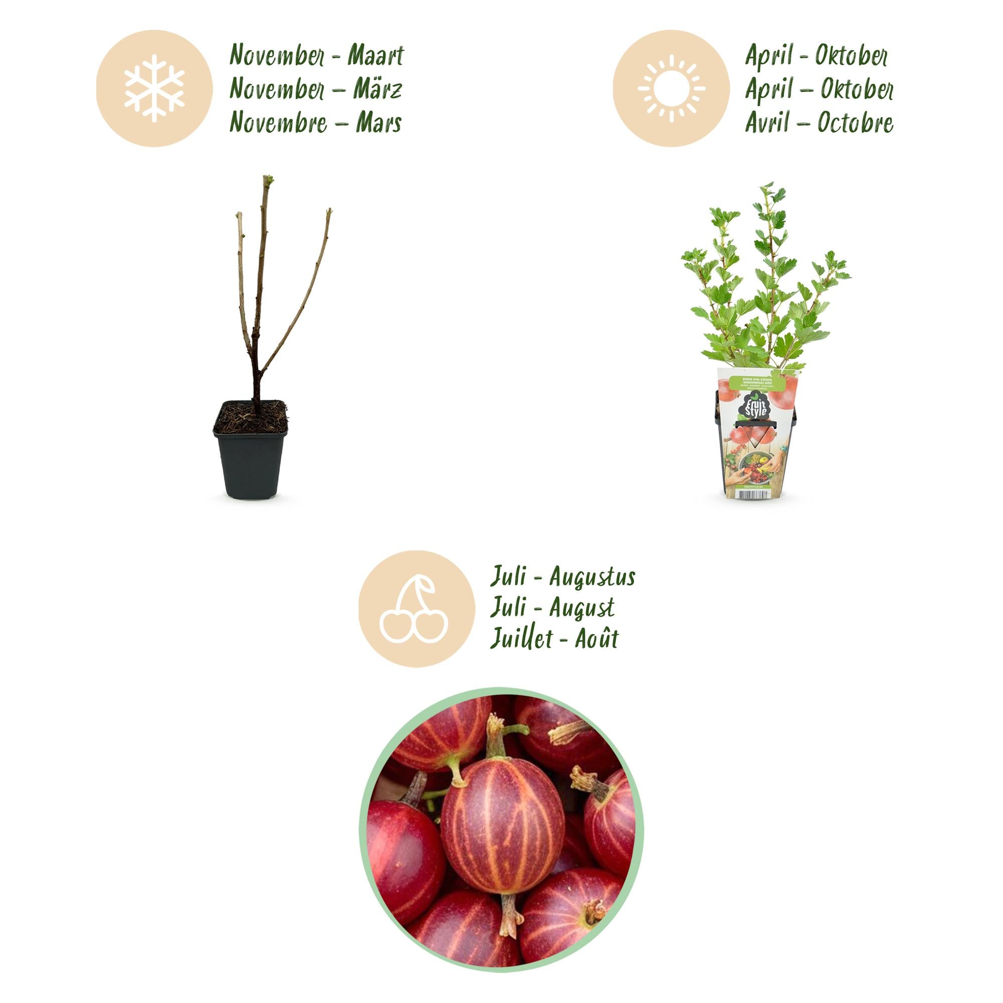 Green boutiQ - Fruitplanten - Kruisbes - Ribes uva-crispa Hinnonmaki Rod - Winterhard - 6 Planten - Pot 9 cm - Rode Bes