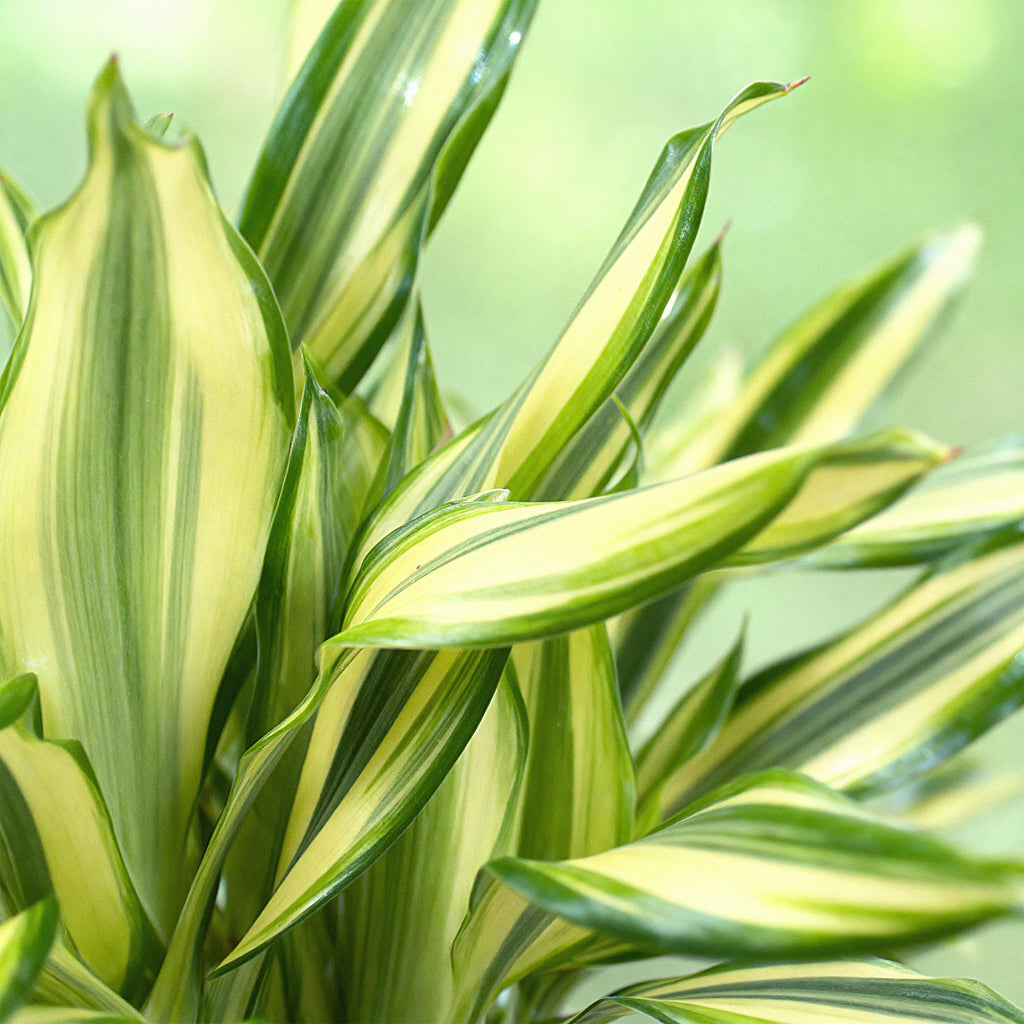 Green BoutiQ - Green is... Kamerplanten - Dracaena fragrans Diamond Dream - Drakenbloedboom - Weinig onderhoud - met mand - Groen - 1 Plant - Pot 17cm - Hoogte 50-55cm