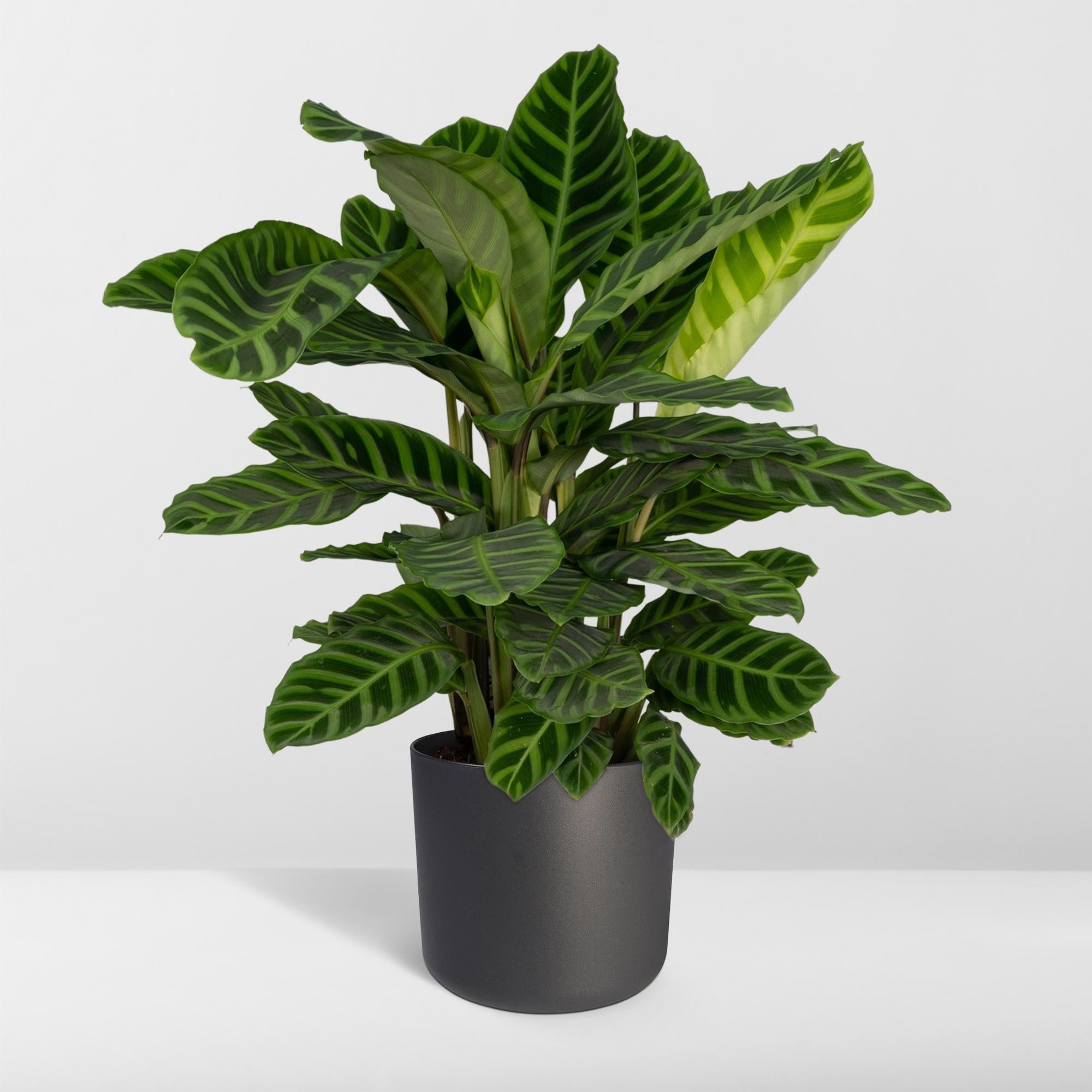 Calathea Zebrina - Pauwenplant - Ø19cm - ↕80cm