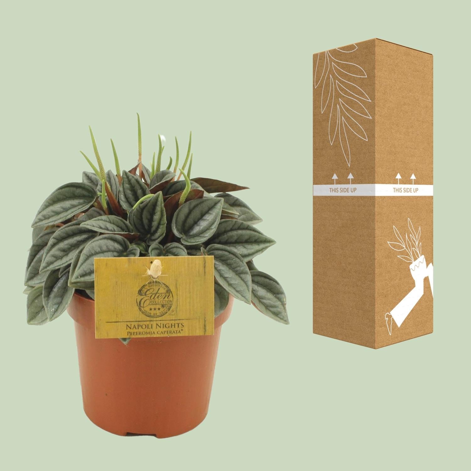 Peperomia Napoli Nights - Ø10,5cm - ↕15cm