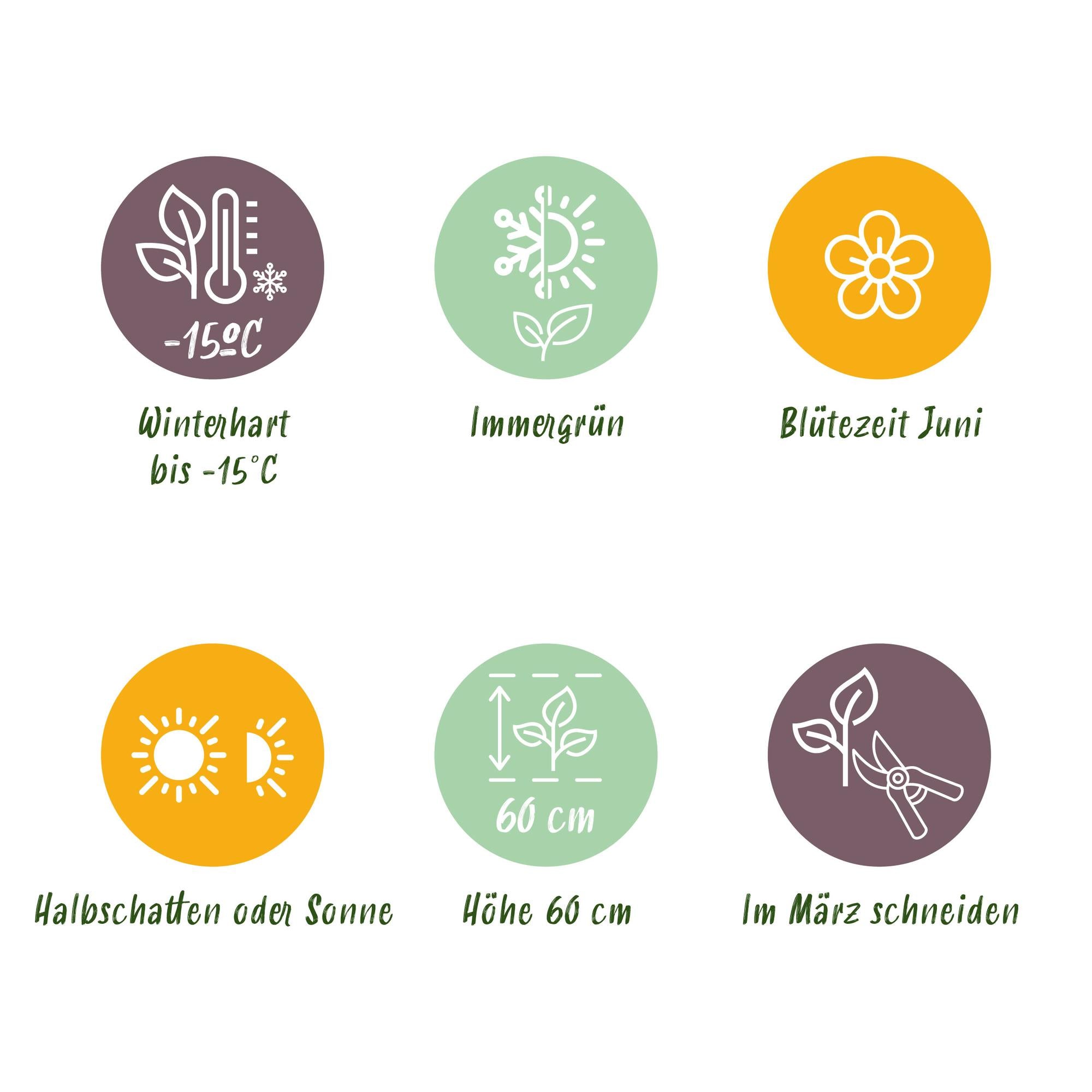 Green boutiQ - Siergrassen - Carex oshimensis Evergold - Geel & Groen - 2 Planten - Bladhoudend - Weinig Onderhoud - Pot 17cm Hoogte 50cm