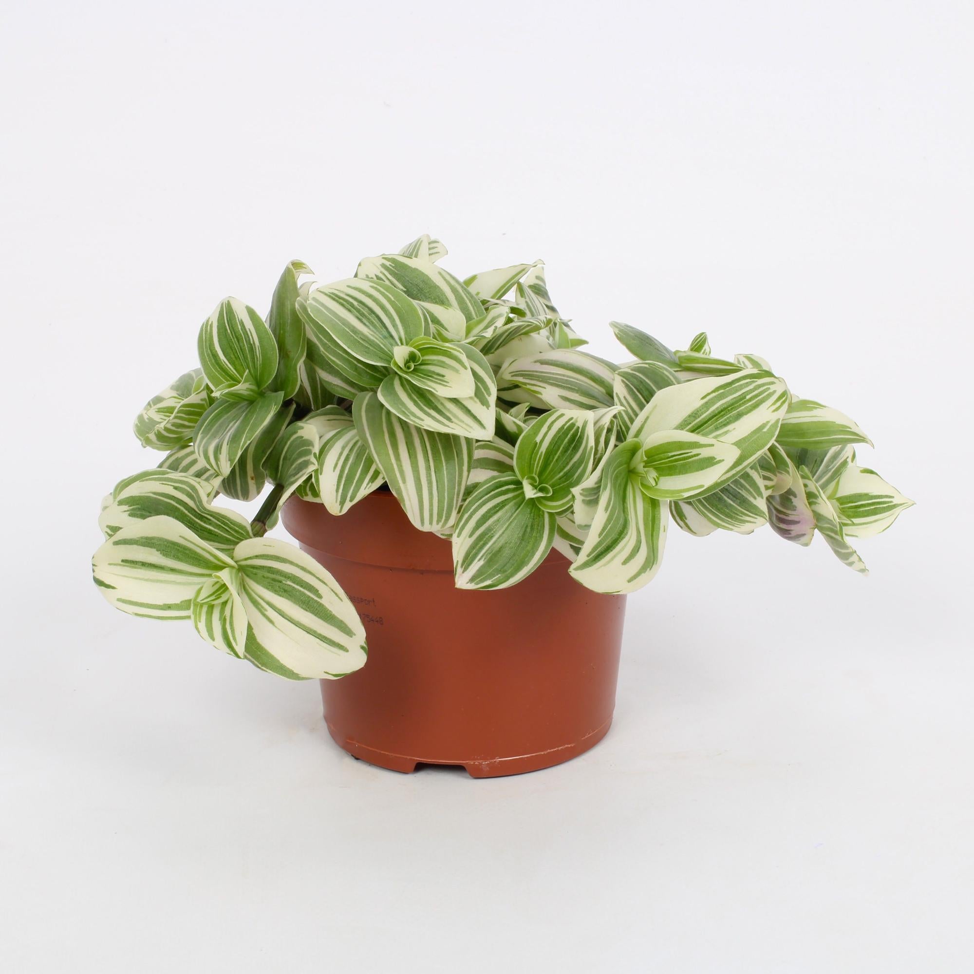 Tradescantia Abliflora Giant - White Beach 12cm - Ø12cm - ↕17cm