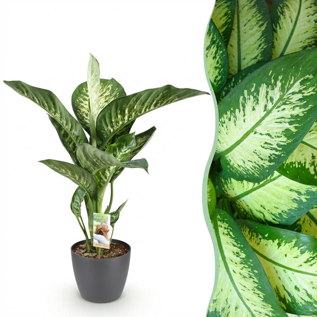 Green BoutiQ - Kamerplanten - Diefenbachia Tropic Snow - Dieffenbachia - Weinig onderhoud - Groen - 1 Plant - met Potter Grijs - Pot 21cm - Hoogte 90-100cm