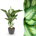 Green BoutiQ - Kamerplanten - Diefenbachia Tropic Snow - Dieffenbachia - Weinig onderhoud - Groen - 1 Plant - met Potter Grijs - Pot 21cm - Hoogte 90-100cm