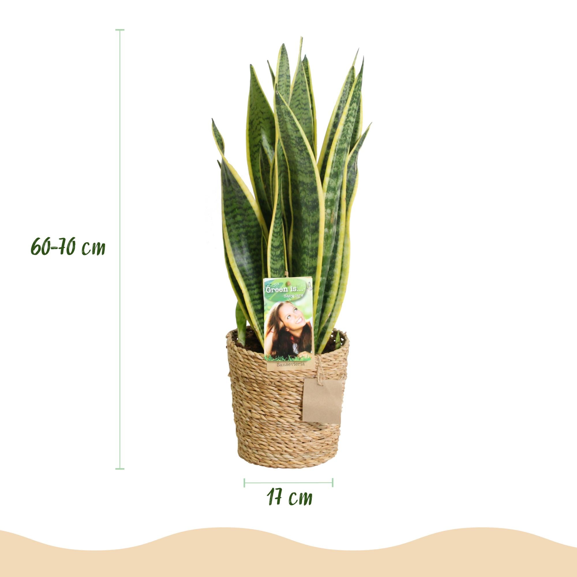 Green BoutiQ - Green is... Kamerplanten - Sansevieria Laurentii - Vrouwentong - Weinig onderhoud - met mand - Groen - 1 Plant - Pot 17cm - Hoogte 60-70cm