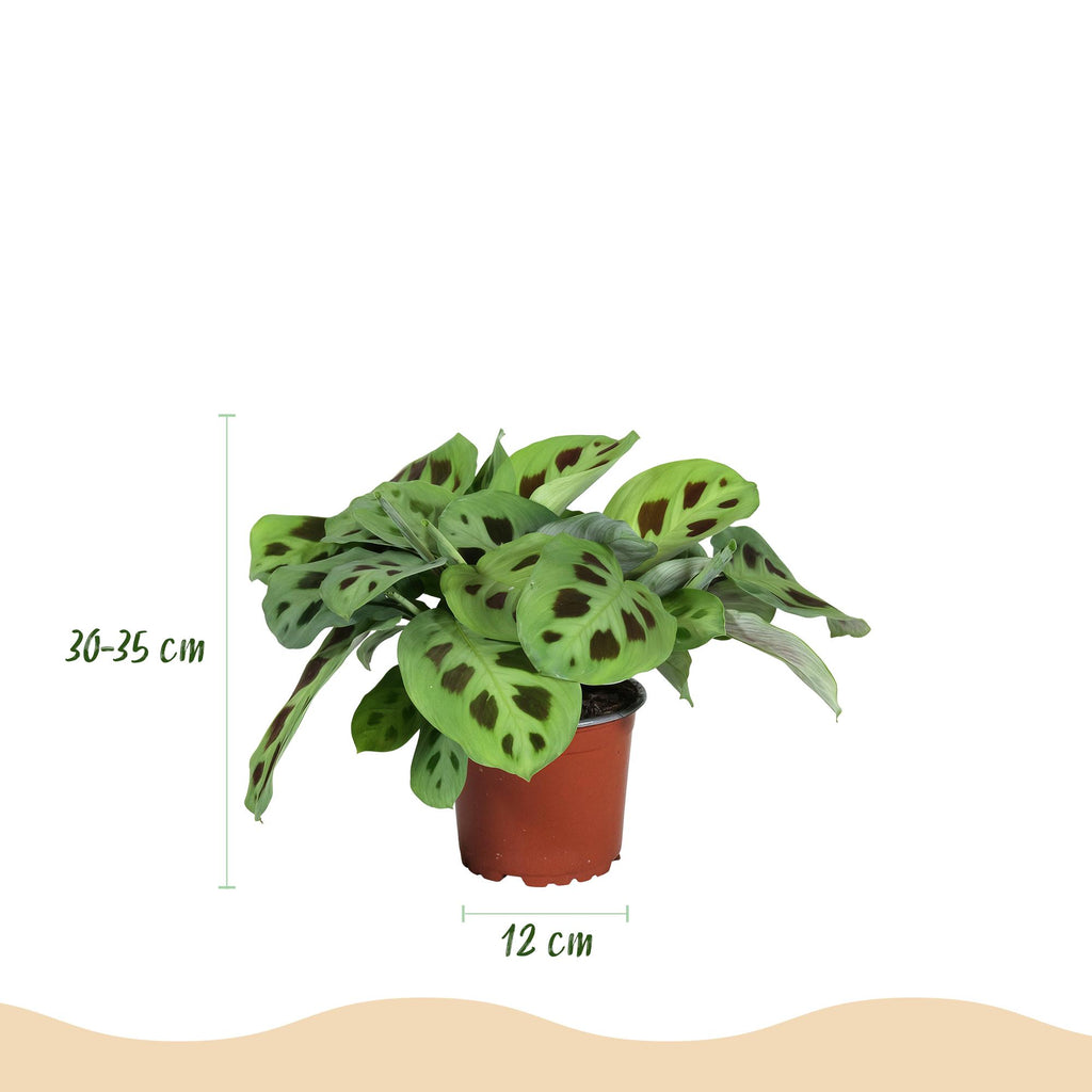Green boutiQ - Kamerplant - Marantha Silverband, Marantha Lemon Lime Marantha Kerchoveana - Gebedsplant - Huisdiervriendelijke Plant - Groen - 3 Planten - Pot 12cm - Hoogte 25cm