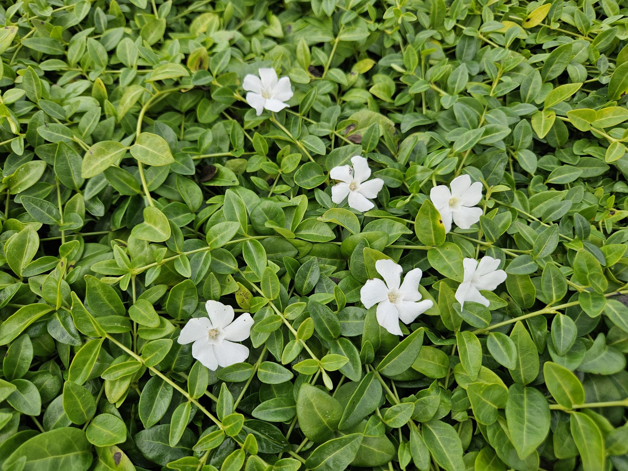 20x Vinca minor 'Gertrude Jekyll' - ↕10-25cm - Ø9cm