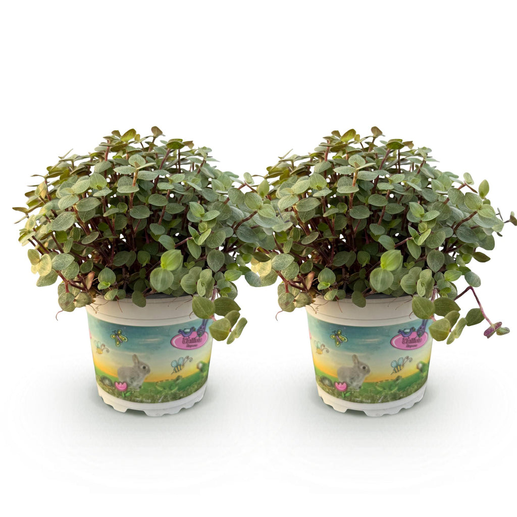 Green boutiQ - Kamerplant - Calissia repens - Kattengras - Huisdiervriendelijk - Groen - 2 Planten - Pot 12cm - Hoogte 17-20cm