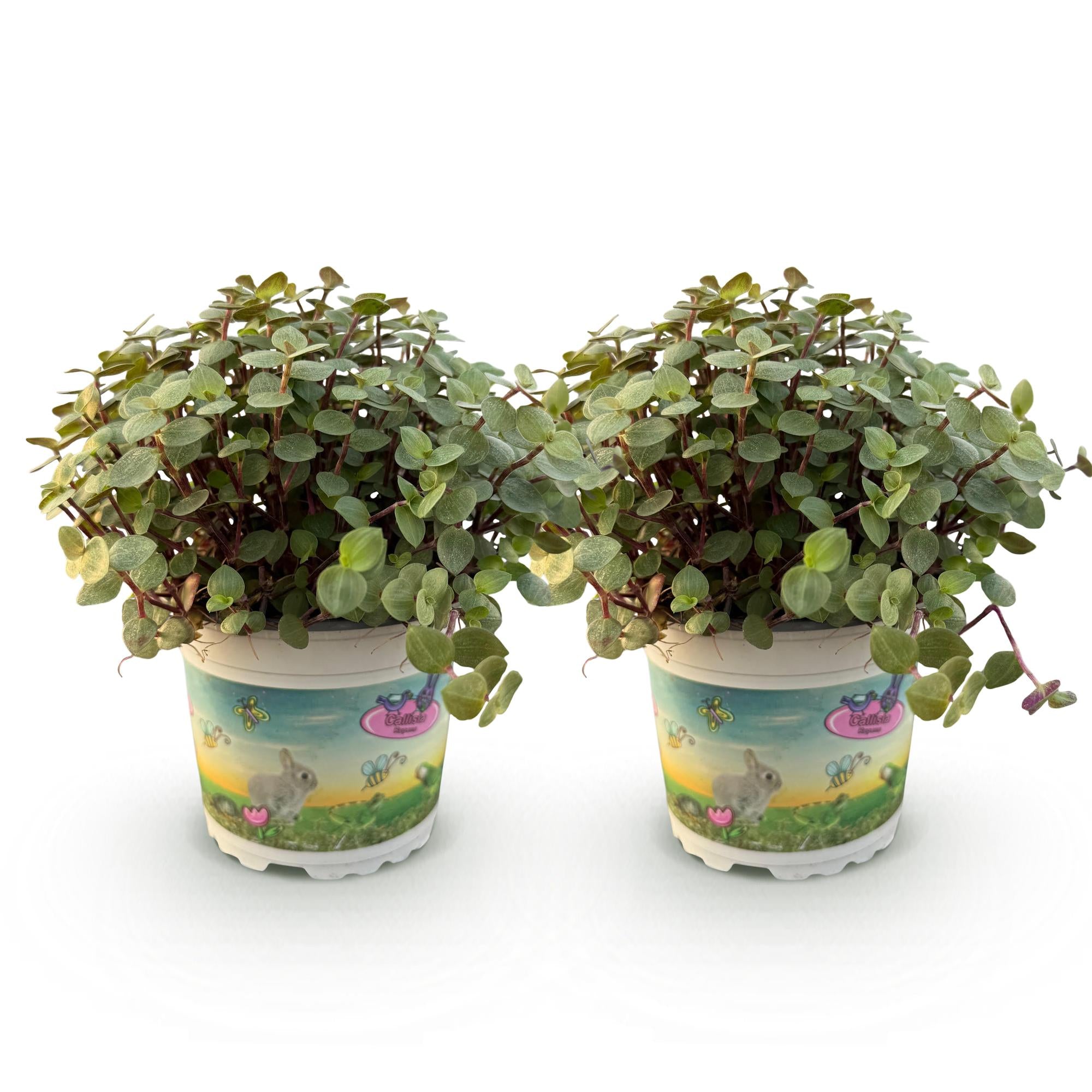 Green boutiQ - Kamerplant - Calissia repens - Kattengras - Huisdiervriendelijk - Groen - 2 Planten - Pot 12cm - Hoogte 17-20cm