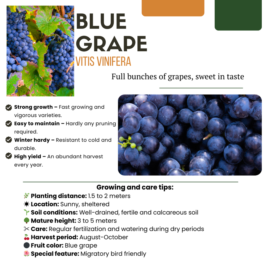 "Vruchten oase" BIO Fruitplanten mix set van 5 verschillende soorten