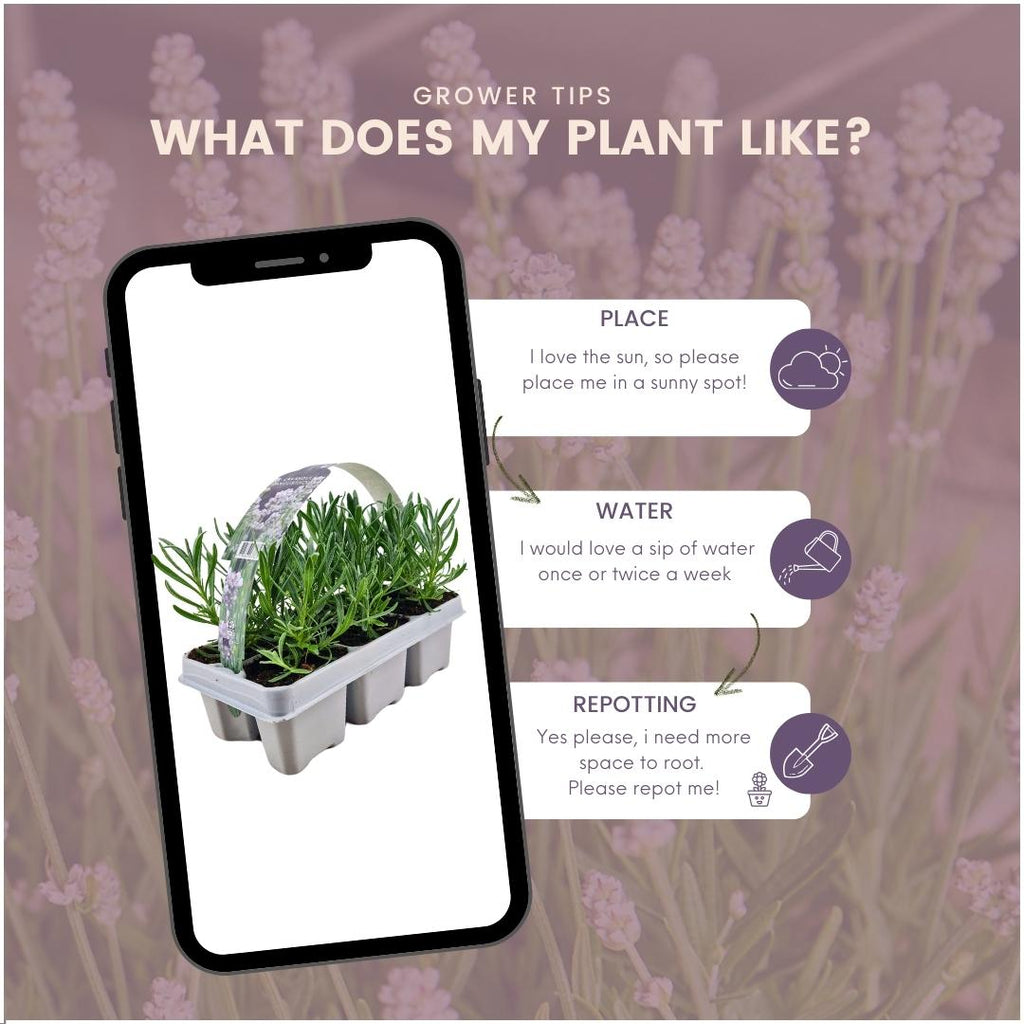 12 x 6 pack Lavendel angustifolia white - 72 x Ø7 cm - ↕15 cm