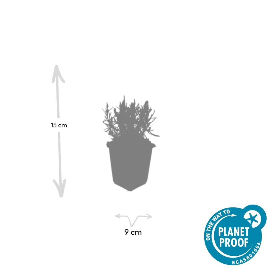 48x Lavandula ang. 'Munstead' - ↕10-25cm - Ø9cm