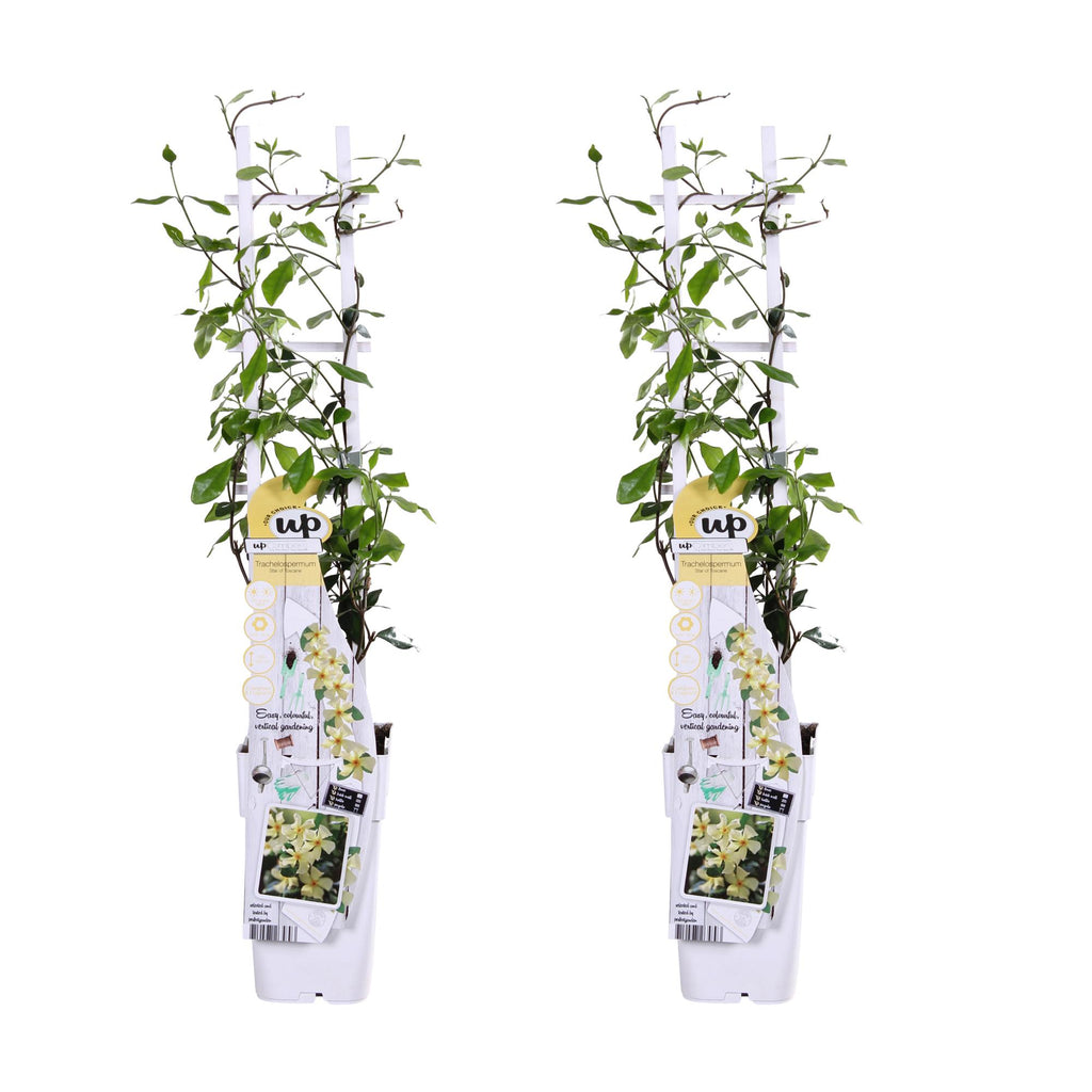 2x - Trachelospermum 'Star of Toscana' - ↨65cm - Ø15