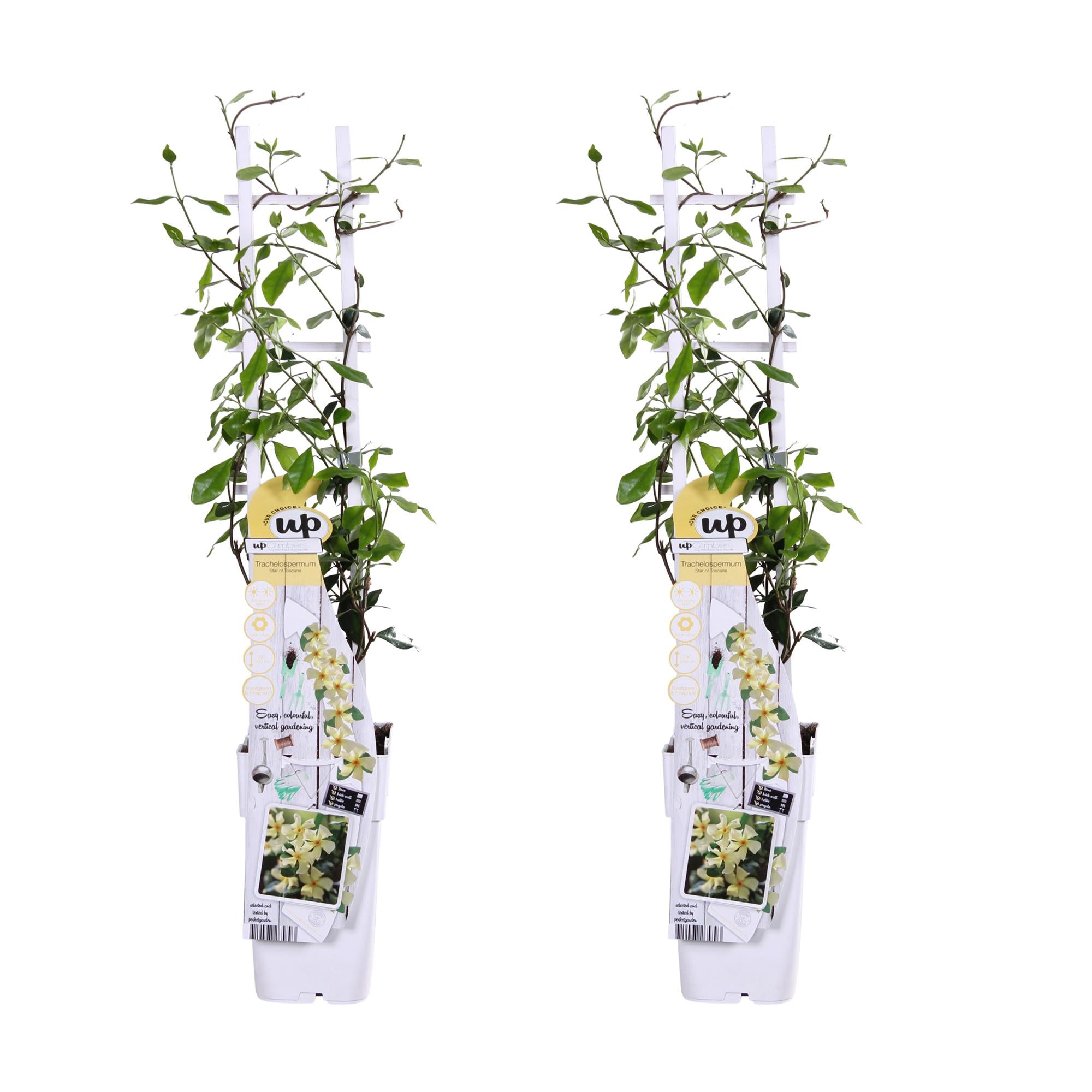 2x - Trachelospermum 'Star of Toscana' - ↨65cm - Ø15