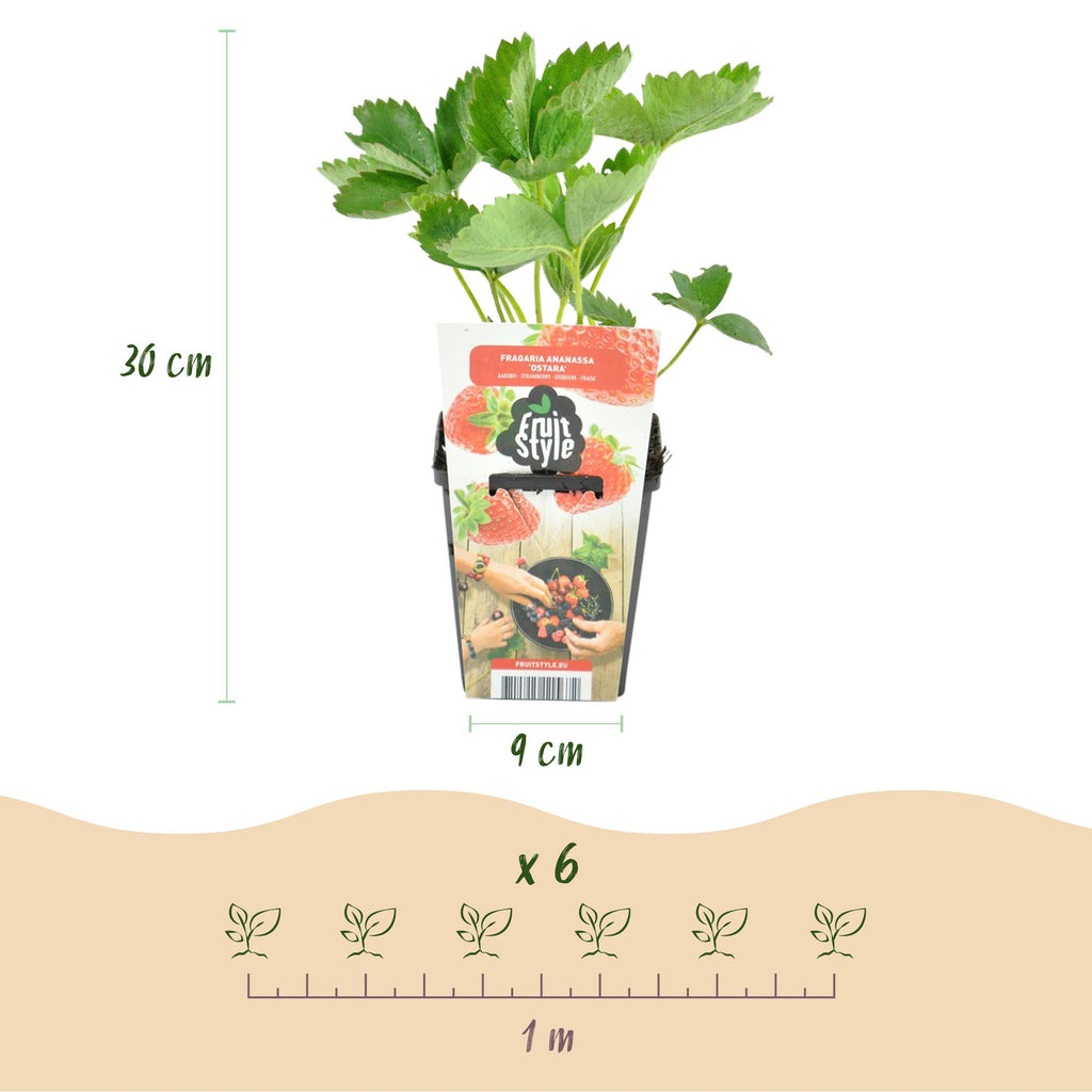 Green boutiQ - Fruitplanten - Aardbei - Fragaria Elvira - Winterhard - 6 Planten - Pot 9 cm - Rode Aardbei