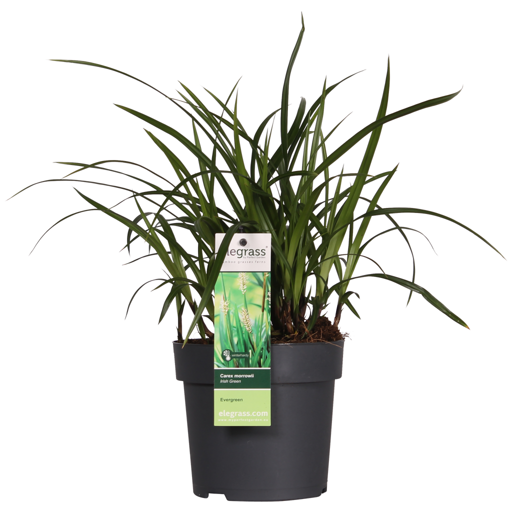 3x - Carex morrowii 'Irish Green' - ↨30cm - Ø14