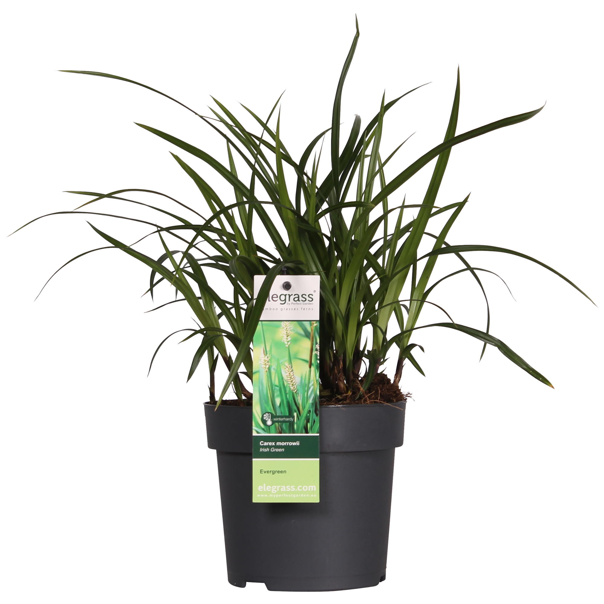 3x - Carex morrowii 'Irish Green' - ↨30cm - Ø14