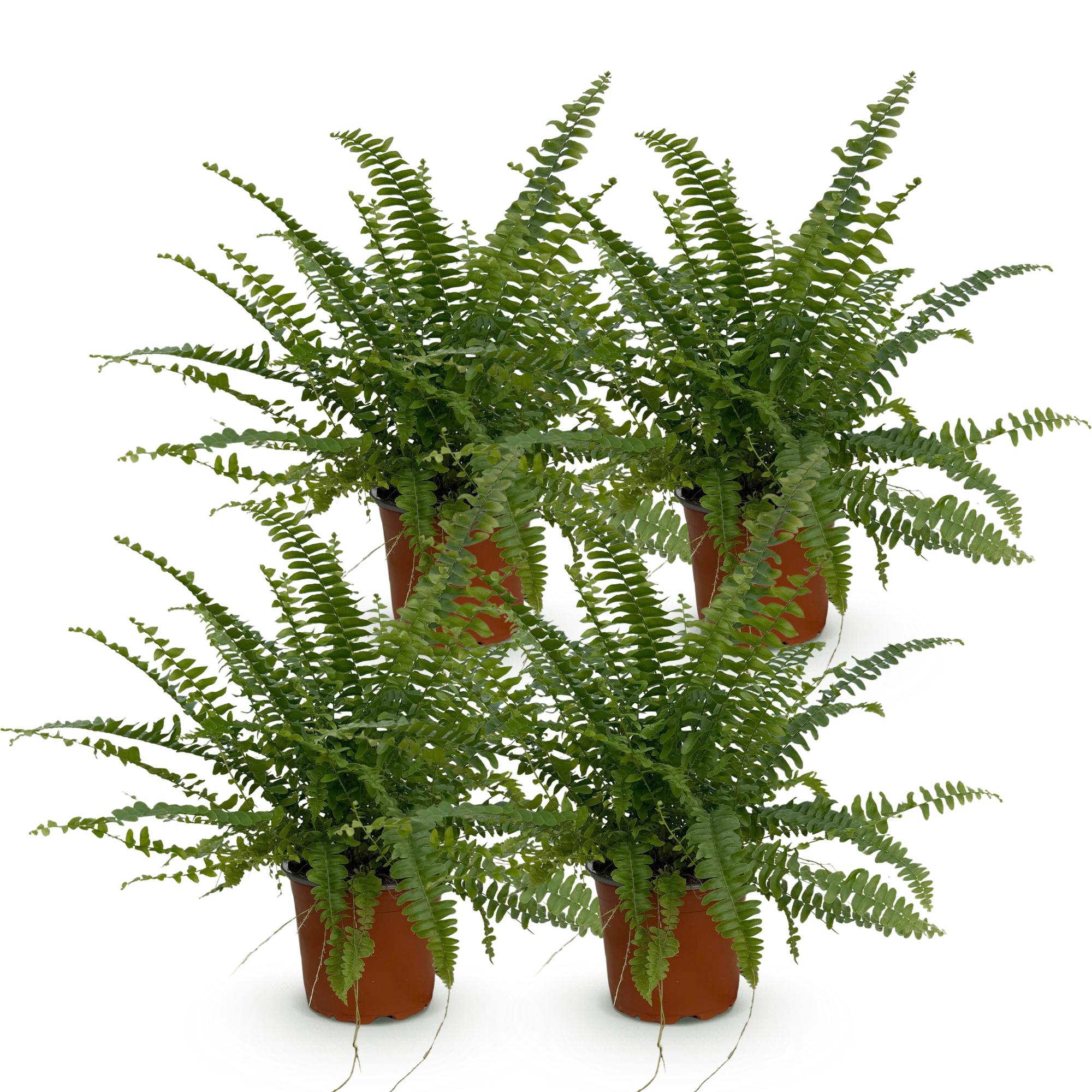 Green boutiQ - Kamerplant - Nephrolepsis exaltata Green Lady - Varen - Huisdiervriendelijk - Groen - 4 Planten - Pot 12cm - Hoogte 28-30cm