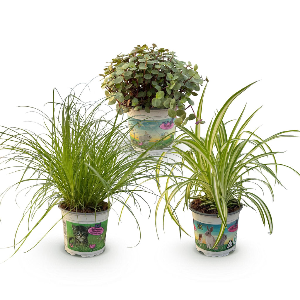 Green boutiQ - Kamerplant - Cyperus - Calissia - Chlorophytum - Mix van 3 - Huisdiervriendelijke Planten - Groen - 3 Planten - Pot 12cm - Hoogte 20cm