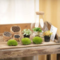 DIY Planten terrarium met licht - Sam Coffea - Ø 24,5 cm ↑ 30 cm - Normal