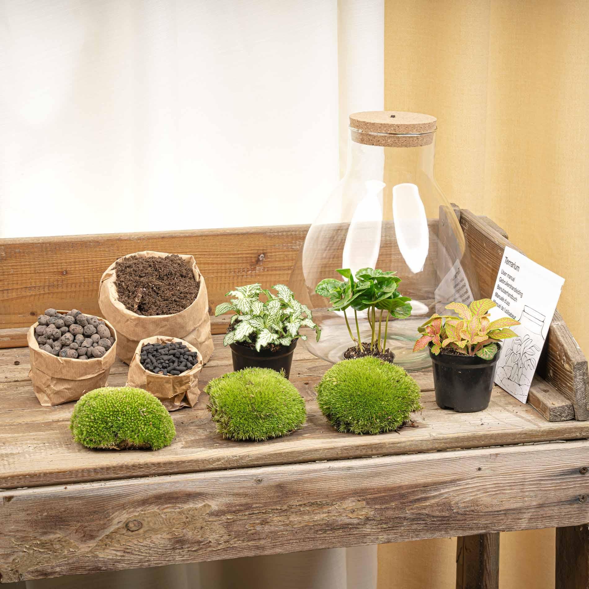 DIY Planten terrarium met licht - Sam Coffea - Ø 24,5 cm ↑ 30 cm - Normal